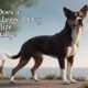 What does a three-legged dog symbolize spiritually?