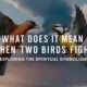Two Birds Fight