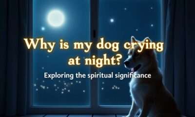 dog crying at night