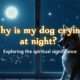 dog crying at night