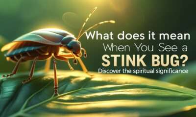 What Does It Mean When You See a Stink Bug