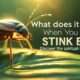 What Does It Mean When You See a Stink Bug